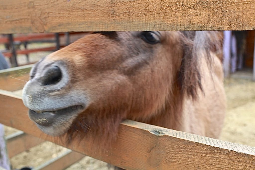 Kuc jaki jest, każdy odwiedzający Farmę uwidzi.