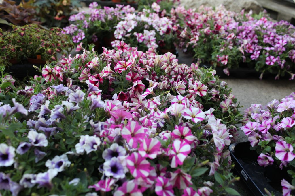 Unikatowa zieleń w jaką wyposażył Rabkoland - Piotr Jarszak