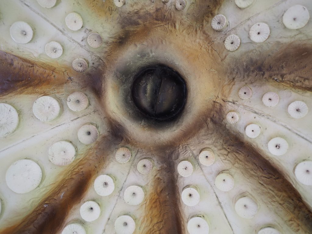 Ośmiornica od dołu