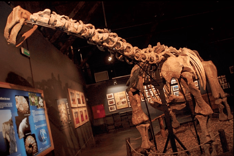 Szkielet Dinozaura robi duże wrażenie na żywo. Nie tylko na dzieciach