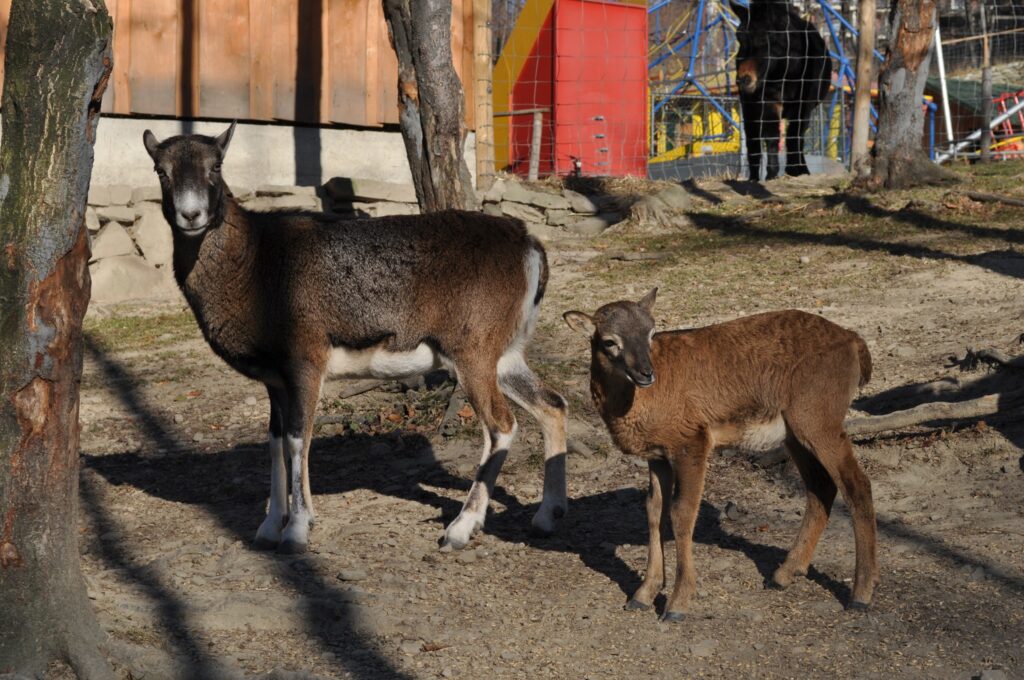 Leśny Park Niespodzianek